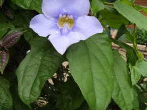 flower.jpg